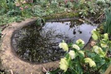 Image of pond and daffodils 