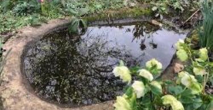 Image of pond and daffodils 