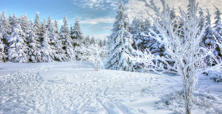 A snowy forest scene. There is a variety of different trees, blue sky and lots of snow on the ground.
