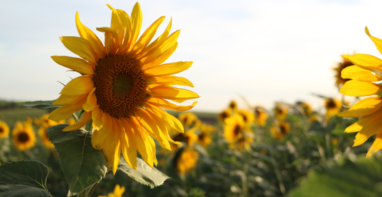 Blooming sunflowers in a field
