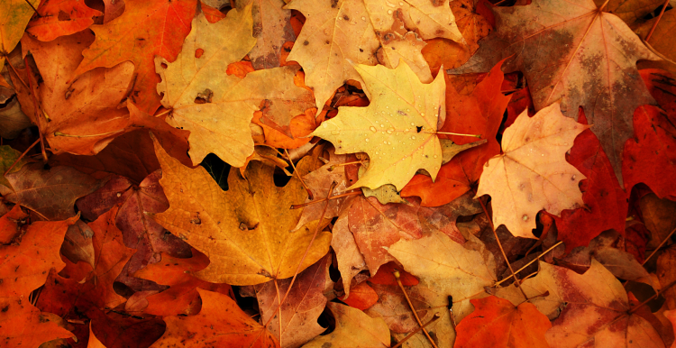 Colourful autumn leaves on the ground.