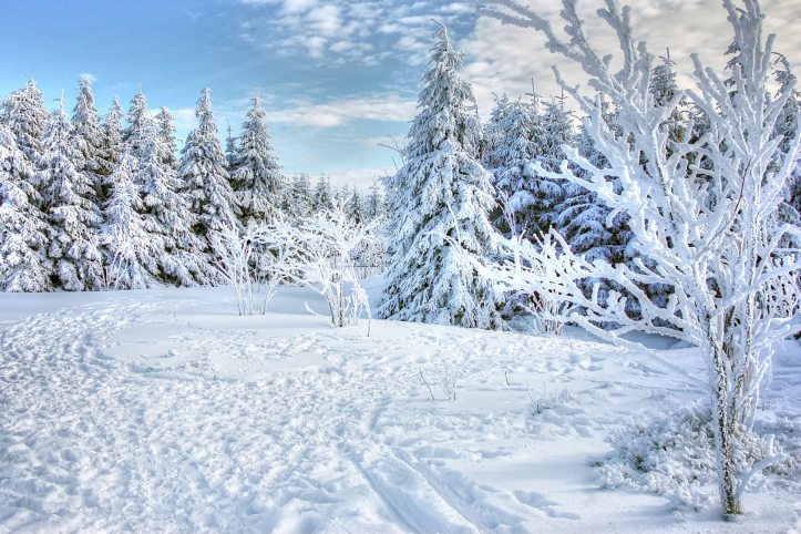 A snowy forest scene. There is a variety of different trees, blue sky and lots of snow on the ground.