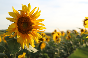 Blooming sunflowers in a field