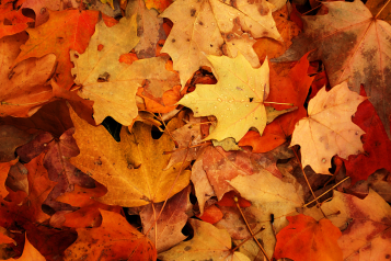 Colourful autumn leaves on the ground.