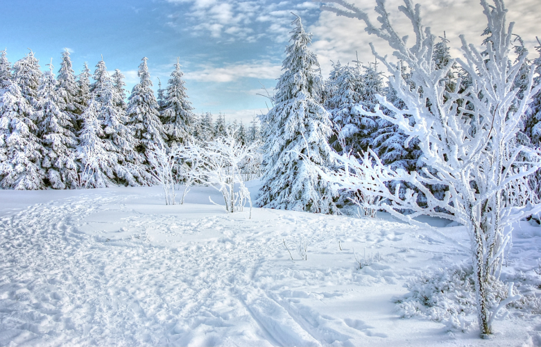 A snowy forest scene. There is a variety of different trees, blue sky and lots of snow on the ground.