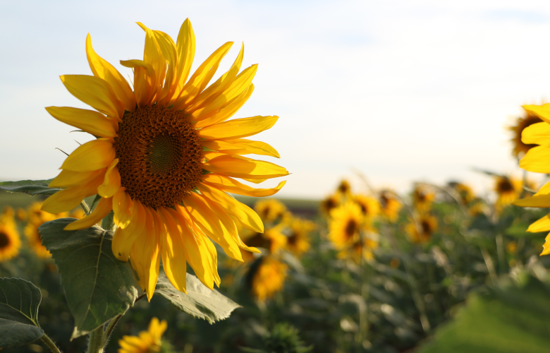 Blooming sunflowers in a field