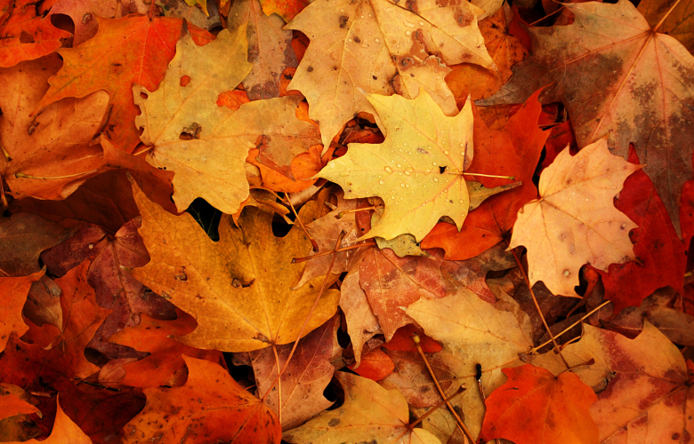 Colourful autumn leaves on the ground.